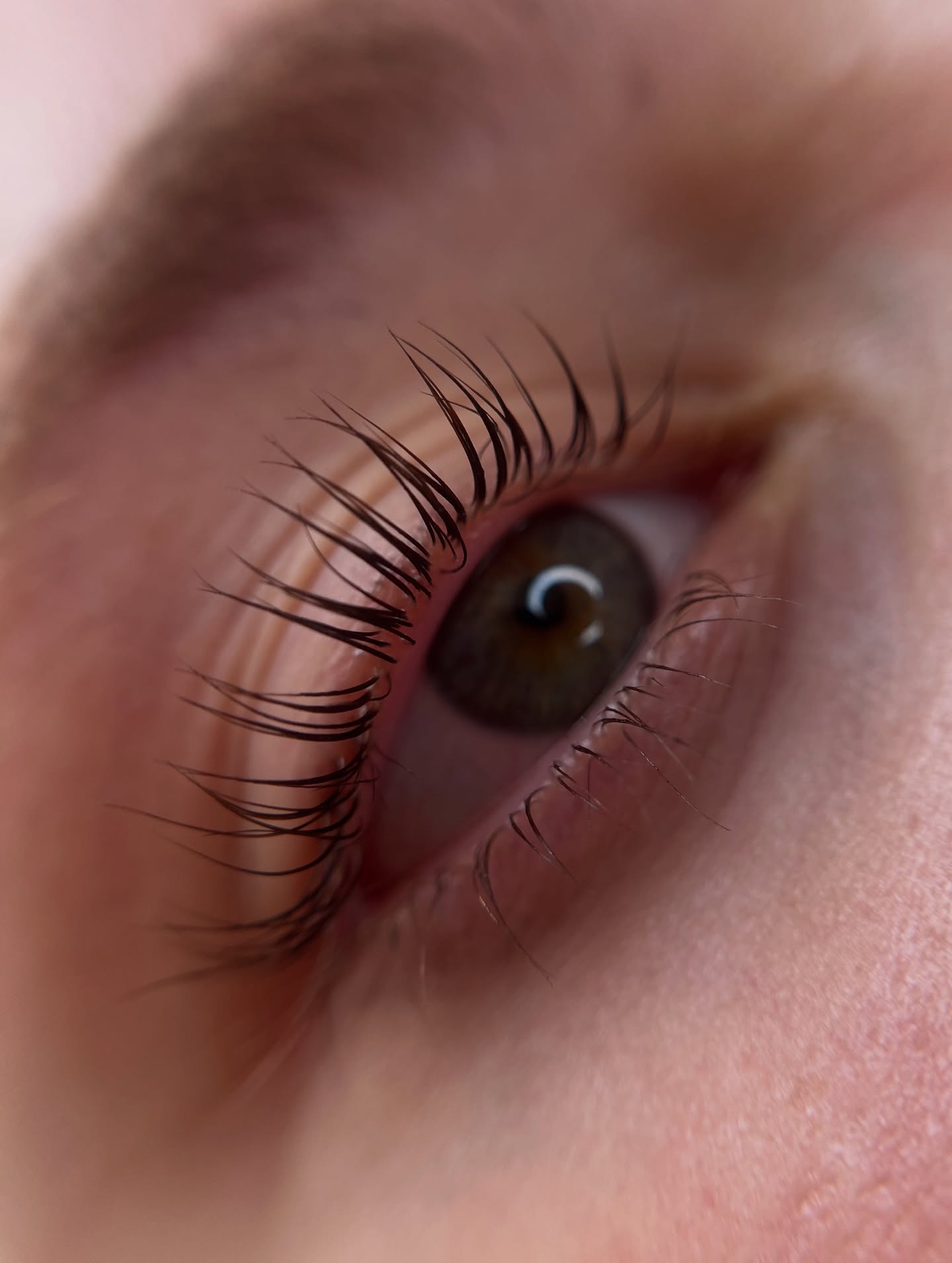 Brows & Lashes image